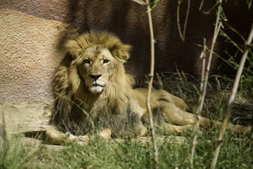 Lion sitting staring at camera