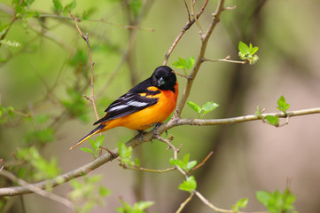 Baltimore Oriole during the spring migration