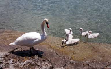 swan & cygnets