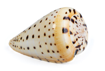 Sea shell isolated on white image02. Side view