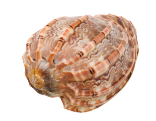 Sea shell isolated on white-image04. Top view. Clipping path.