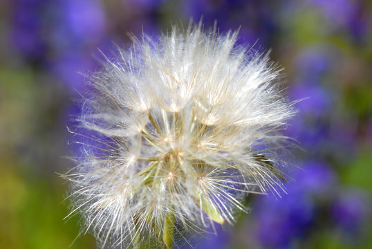 vole au vent