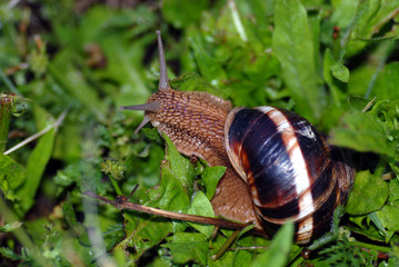escargot
