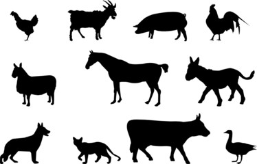 domestic animals illustration