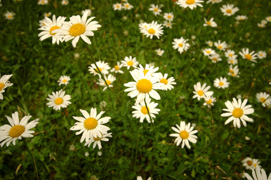 Fototapeta A big group of white and yellow wildflowers