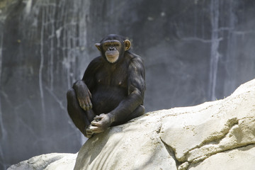 Female chimpanzee staring at camera 