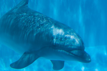 Naklejka premium Underwater Dolphin