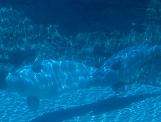Mother and baby whale Beluga swimming in tank