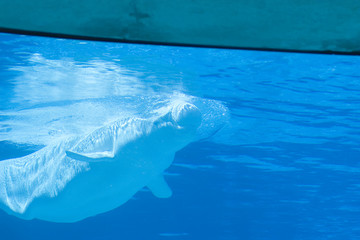 Fototapeta premium Beluga whale swimming in tank