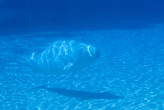 Beluga whale swimming in tank