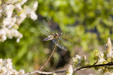 Dragonfly on a summer background in forest