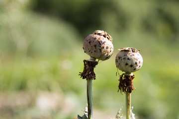 field flower