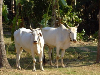 Vaches, Cambodge
