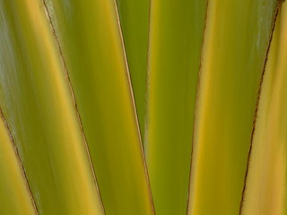 Plante tropicale