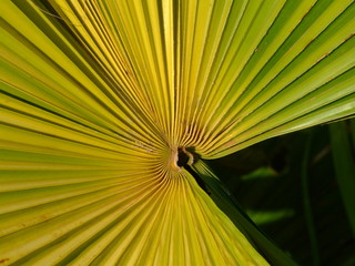 Plante tropicale