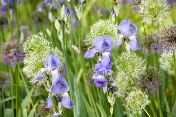 Photo sur Plexiglas Iris Bearded Iris and Giant Onions