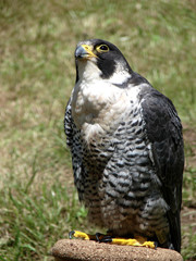 Falke auf Ansitz