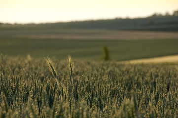 Fototapeta na wymiar Some green rye ears jutting out from a wheat field backlit.