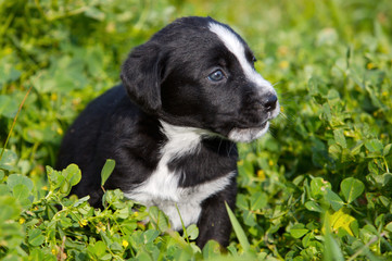 adorable small dog on the green grass