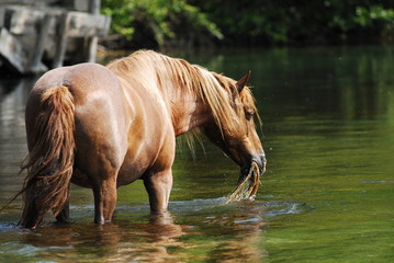 cheval 