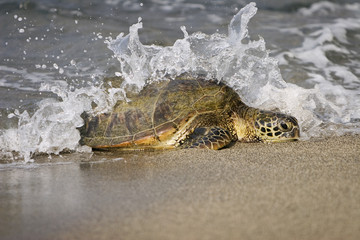 Onechte zeeschildpad (Caretta caretta)