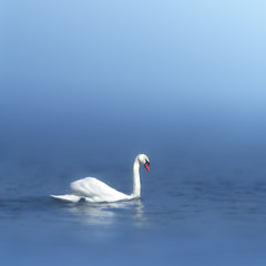 Naklejka na ściany i meble white swan