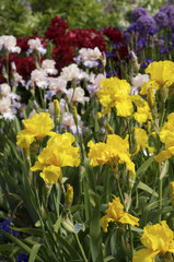 Obraz premium Vibrant Spring Garden
