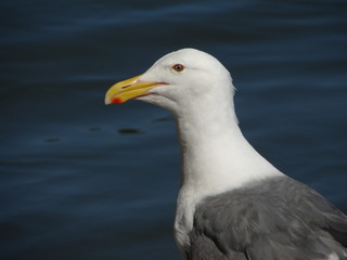 Female Seagull