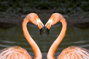 Pink flamingo close-up