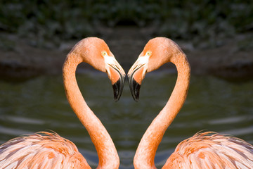 Pink flamingo close-up