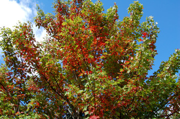 Explosion de couleurs