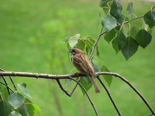 Sparrow 2