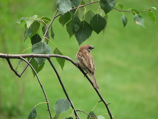 Sparrow