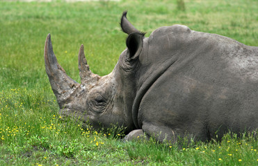 Obraz premium a rhino is sleeping in a zoo.