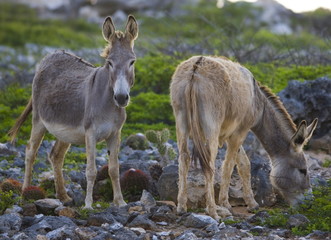 Spanish donkey's