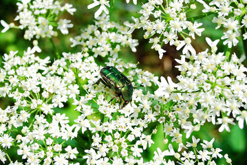 Insecte posée sur une fleur