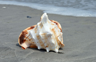 sea shell