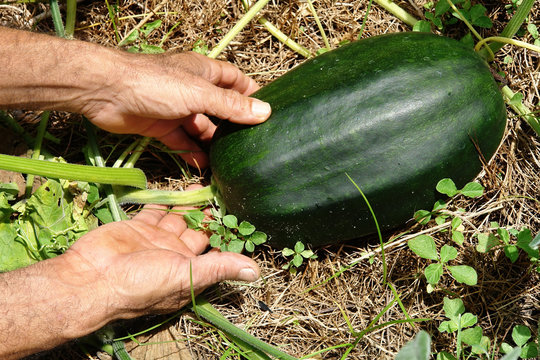 Recoleccion de ahuyama zapayo por campesino