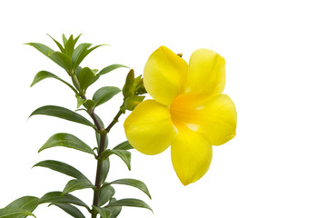 Large yellow flower with leaves isolated on white background..