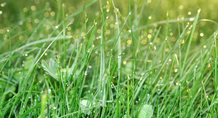 green grass close-up with water drops