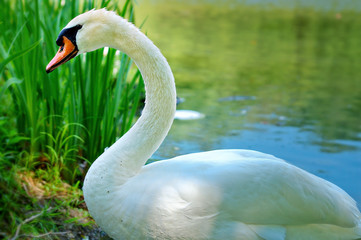 Bright White Swan