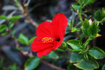 Hibiscus flower