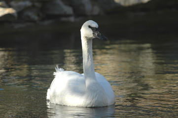 A portrait of a large white swan swimming in a small lake.
