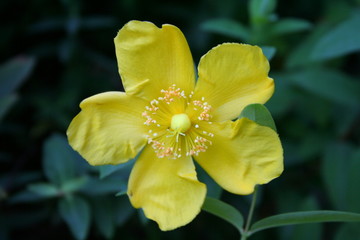 fiore giallo