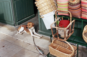 L'attente du chien
