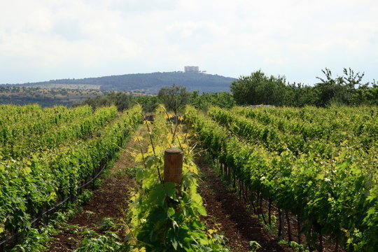 vigneto