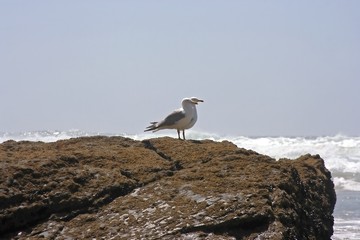 Seagulls on the rocks