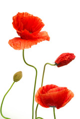 Mohnblumen