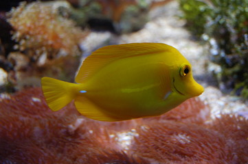 poisson exotisme © Fred