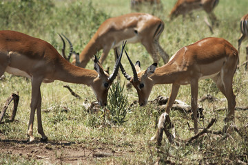 African gazelle in National Park 